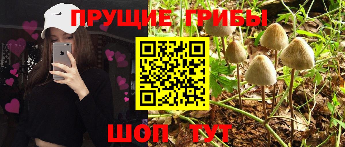 Медногорск  Псилоцибиновые грибы прущие грибы  купить наркоту  Псилоцибиновые грибы Magic Shrooms  Вход с VPN 